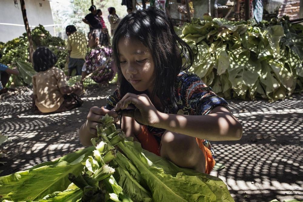 Anak perempuan 11 tahun mengikat daun tembakau ke tongkat untuk persiapan pengeringan di Lombok Timur, Nusa Tenggara Barat. 