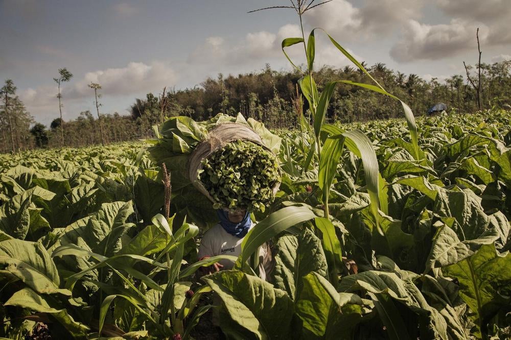 An adult worker carries a bundle of harvested tobacco leaves on her head.