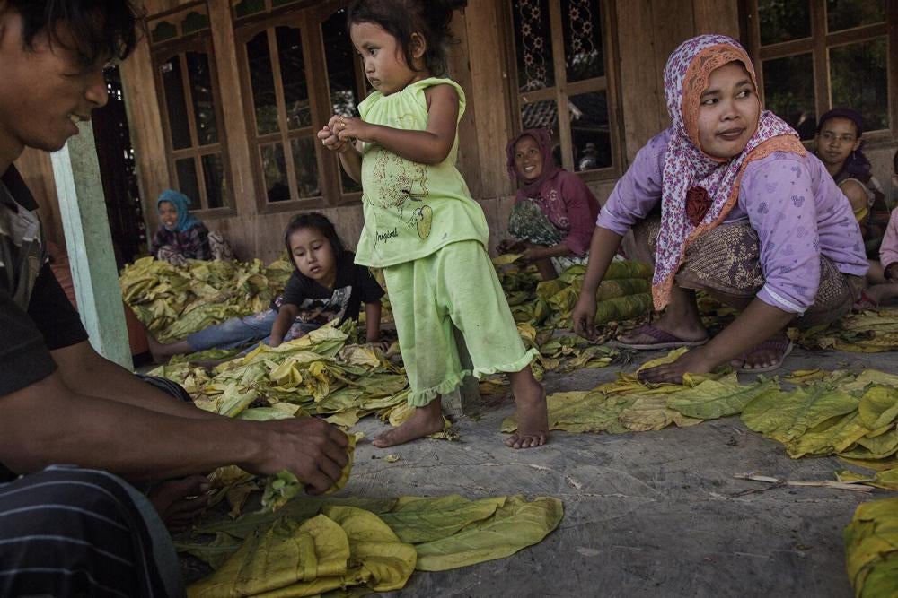Anak-anak dan orang dewasa menyortir dan mengikat daun tembakau dengan tangan, dekat Sampang, Jawa Timur. 