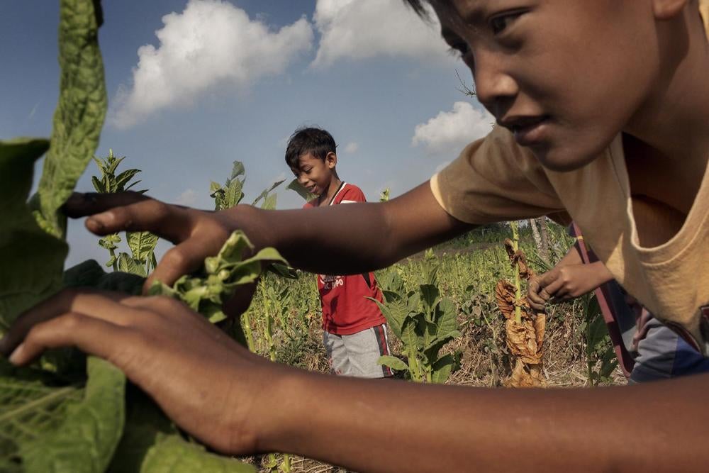 Anak laki-laki 14 tahun (depan) dan 10 tahun (belakang) memanen tembakau di satu perkebunan dekat Sampang, Jawa Timur.  