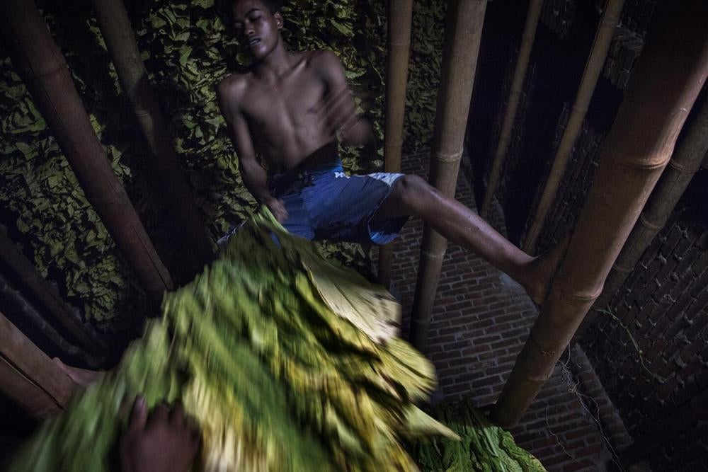 Seorang remaja menimbun tongkat memuat daun tembakau ke satu gudang pengeringan, dekat Lombok Timur, Nusa Tenggara Barat. 