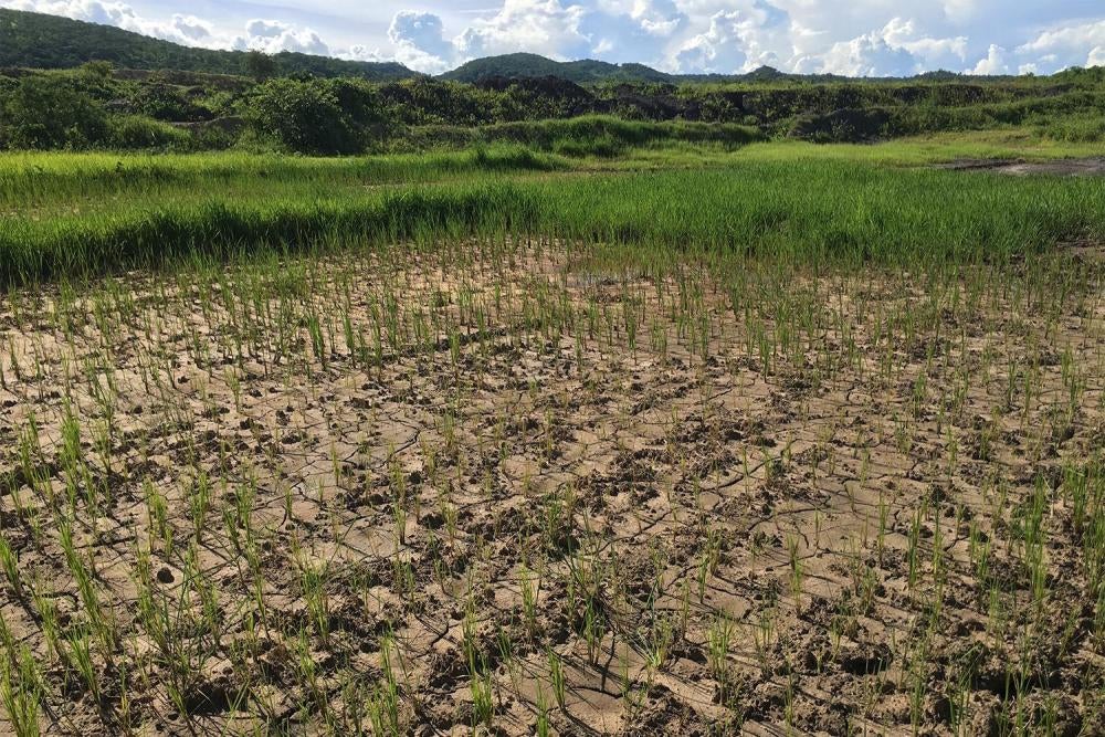 Un champ de riz asséché, près de la route conduisant à la mine de charbon d’Eland à Mwabulambo, au Malawi. Selon des habitants de cette région, des véhicules lourds employés sur le site minier ont détruit des ponceaux faisant partie du système d’irrigatio