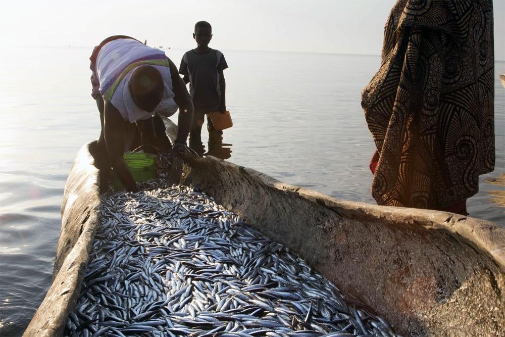 Des pêcheurs ramènent leur pêche quotidienne d’un poisson local, l’usipa, du lac Malawi, dans le district de Karonga.
