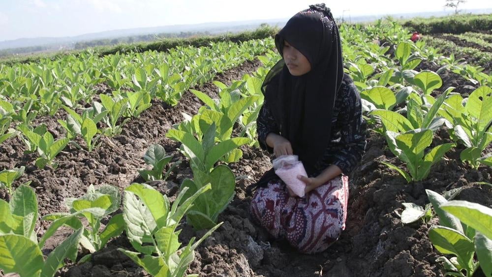 A 12-year-old girl applies fertilizer by hand to tobacco plants on a farm near Sampang, East Java. Video still © 2015 Human Rights Watch