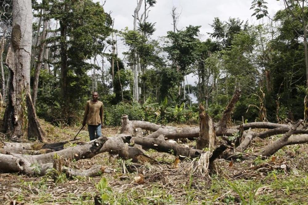 Un travailleur marche parmi les arbres abattus par des agriculteurs dans la forêt classée de Goin-Débé en août 2015.