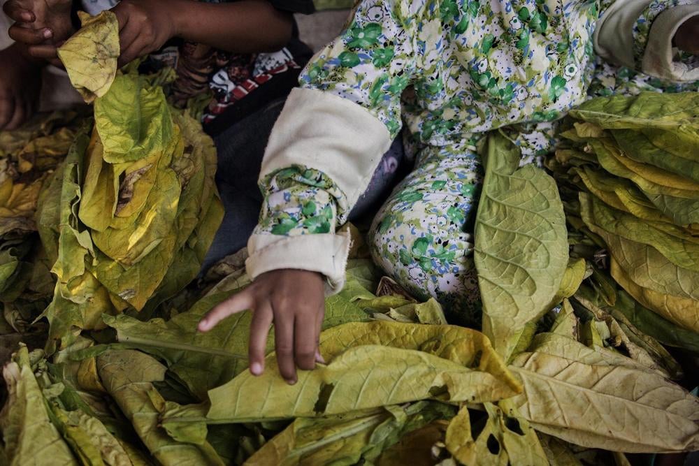 Children bundle leaves to prepare them for curing in Sampang, East Java. Video still © 2015 Human Rights Watch