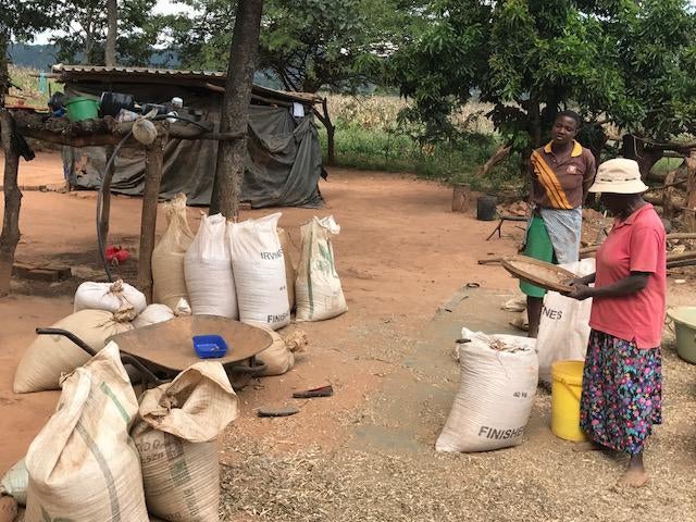 Two women harvest sugar beans in front of a temporary plastic shelter they constructed after the anti-riot police demolished their house at Arnolds Farm, Mazowe. Anti-riot police, who claim the farm is owned by the First Family, demolished the house in Ap