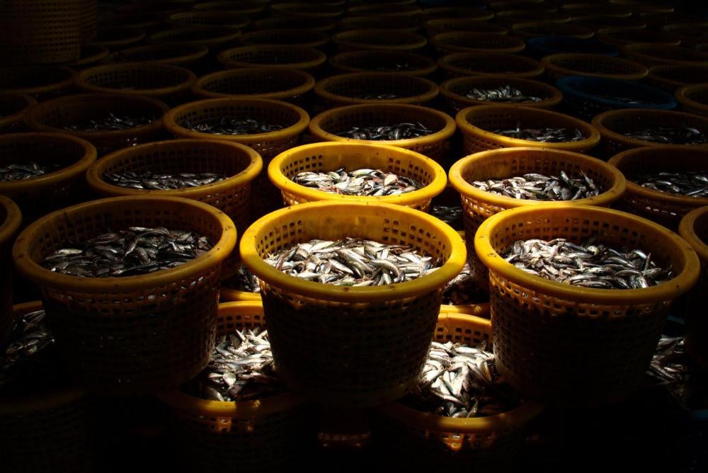 Baskets of trash fish are piled at a fishmeal processing plant in Ranong, March 12, 2016. 