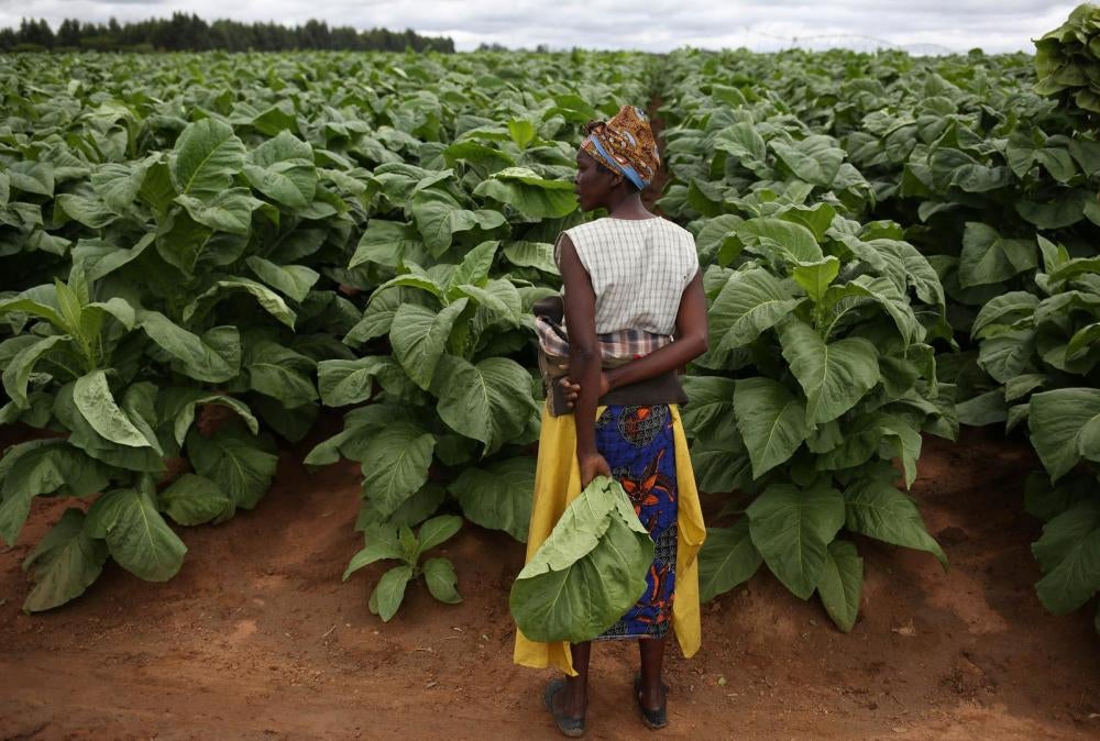 Une travailleuse agricole face à un champ de tabac dans une ferme à l'est de Harare, au Zimbabwe.