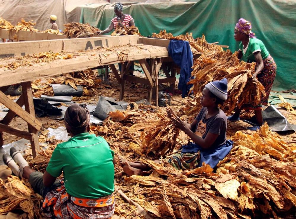 Trabajadores aliñan las hojas de tabaco secas en una granja a las afueras de Harare, Zimbabwe.