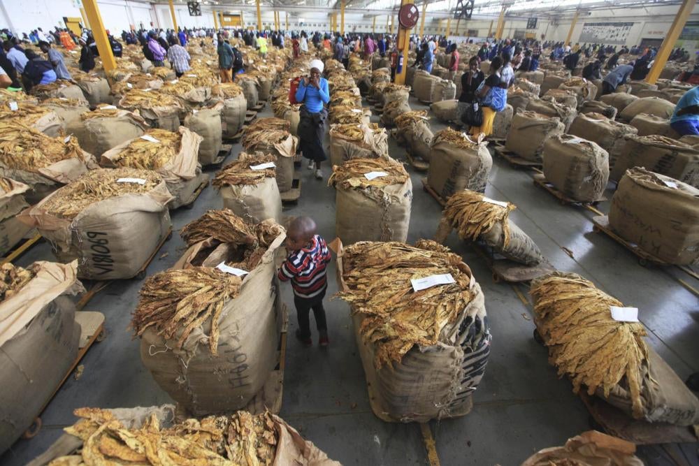 幼童走过堆放在拍卖场中的大批烟叶，津巴布韦哈拉雷。