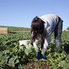 WIR child farmworkers image