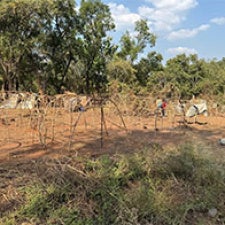 Forest in South Sudan.