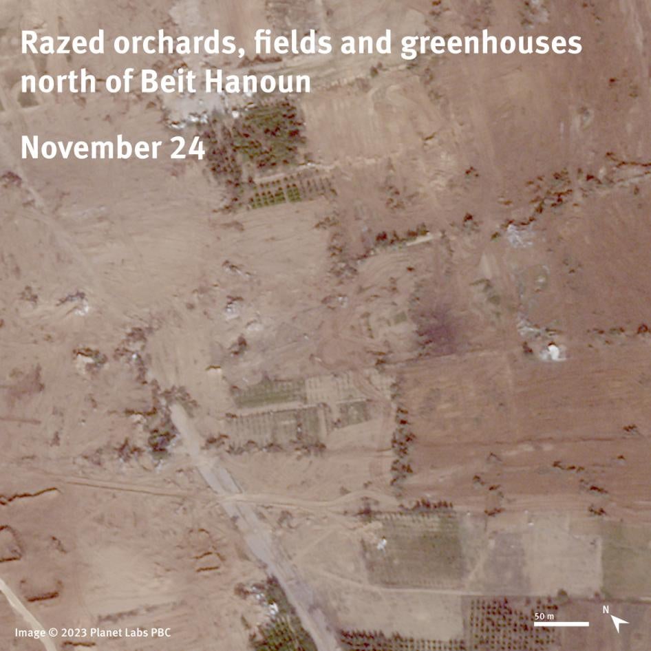 Satellite imagery comparison between October 15 and November 24, 2023 shows razed orchards, fields and greenhouses in an area north of Beit Hanoun. 