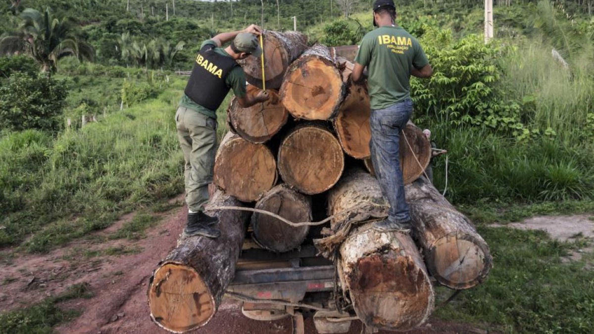No Punishment for Amazon Forest’s Illegal Logging : Daily Brief | Human ...