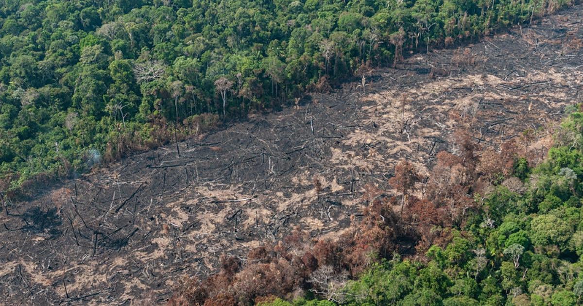Emerging Battles Over Forests Crucial to Protect Rights, Tackle Climate Crisis