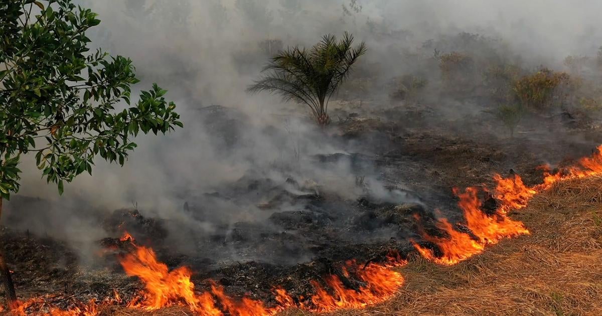 What do Indonesians really think about palm oil?, News