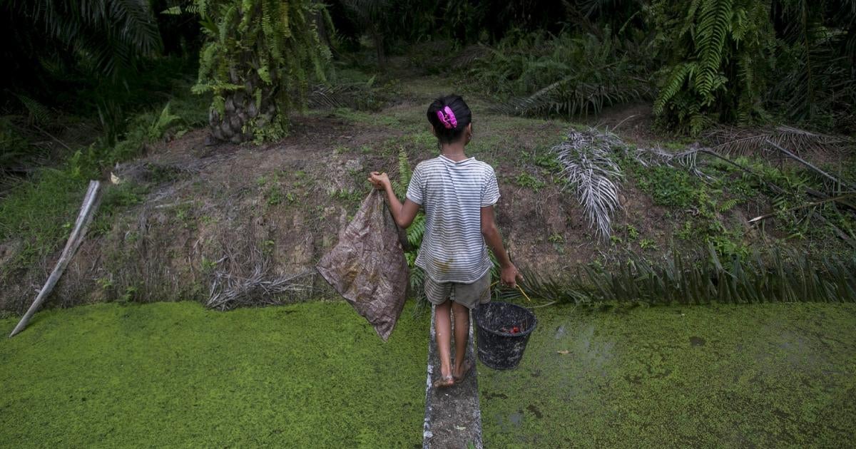 Why Our Land?”: Oil Palm Expansion in Indonesia Risks Peatlands