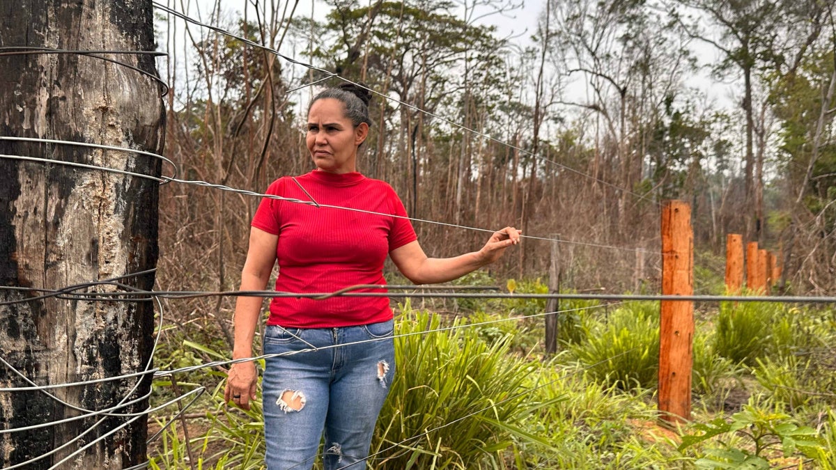 Illegal Cattle Ranches Devastate Rainforest and Livelihoods in Brazil ...
