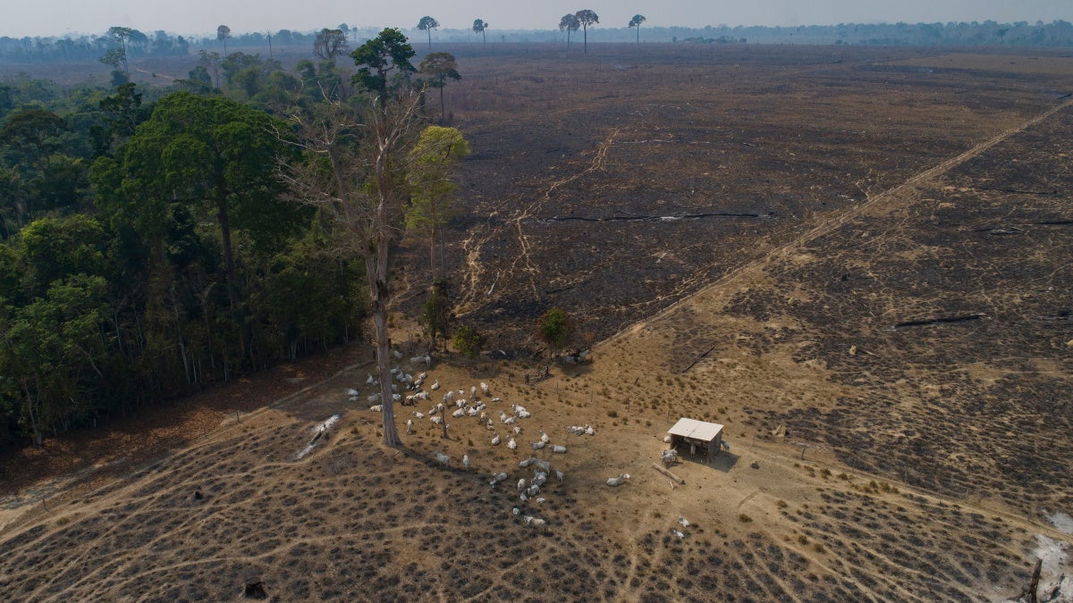 Delay on Tracing Cattle Endangers Brazil’s Amazon