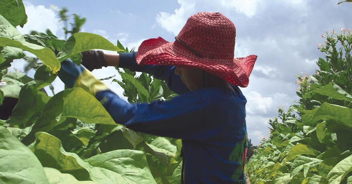 46 Congressmembers Urge US to Protect Child Farmworkers