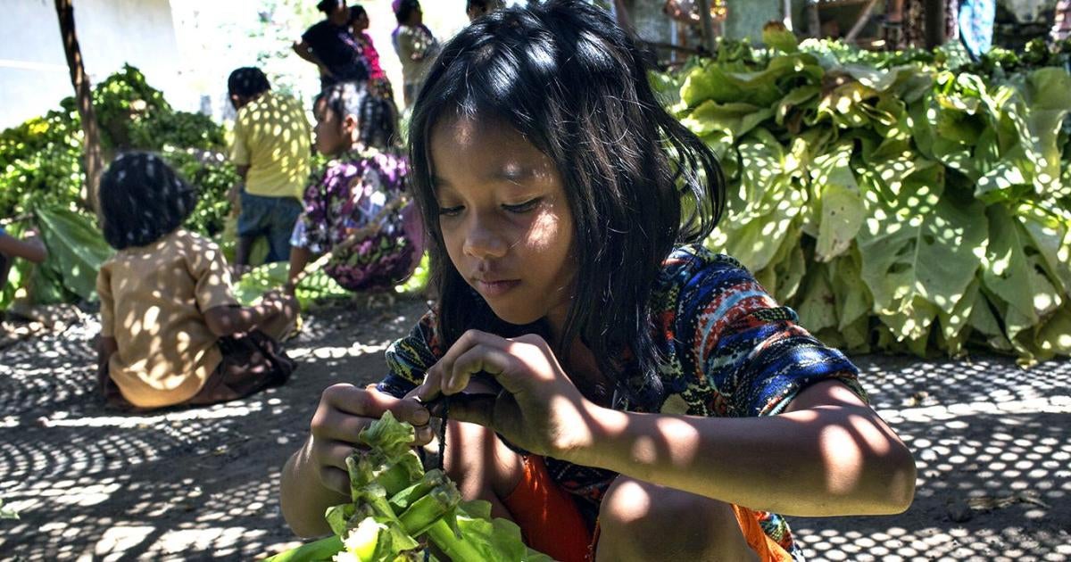 â€œThe Harvest is in My Bloodâ€: Hazardous Child Labor in Tobacco Farming in  Indonesia | HRW