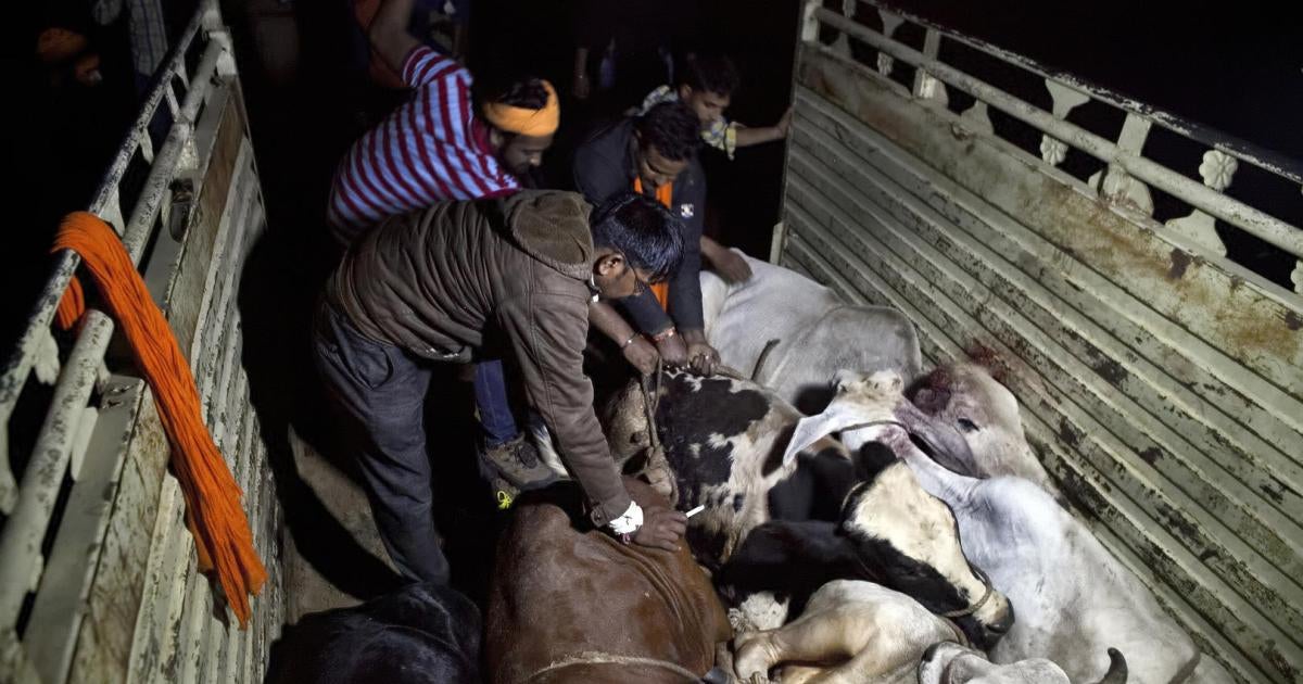 Violent Cow Protection in India: Vigilante Groups Attack Minorities | HRW