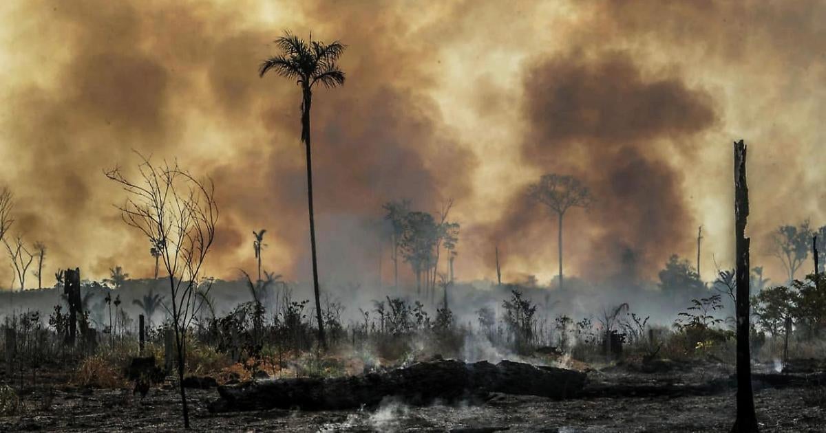 Rainforest Mafias: How Violence and Impunity Fuel Deforestation in
