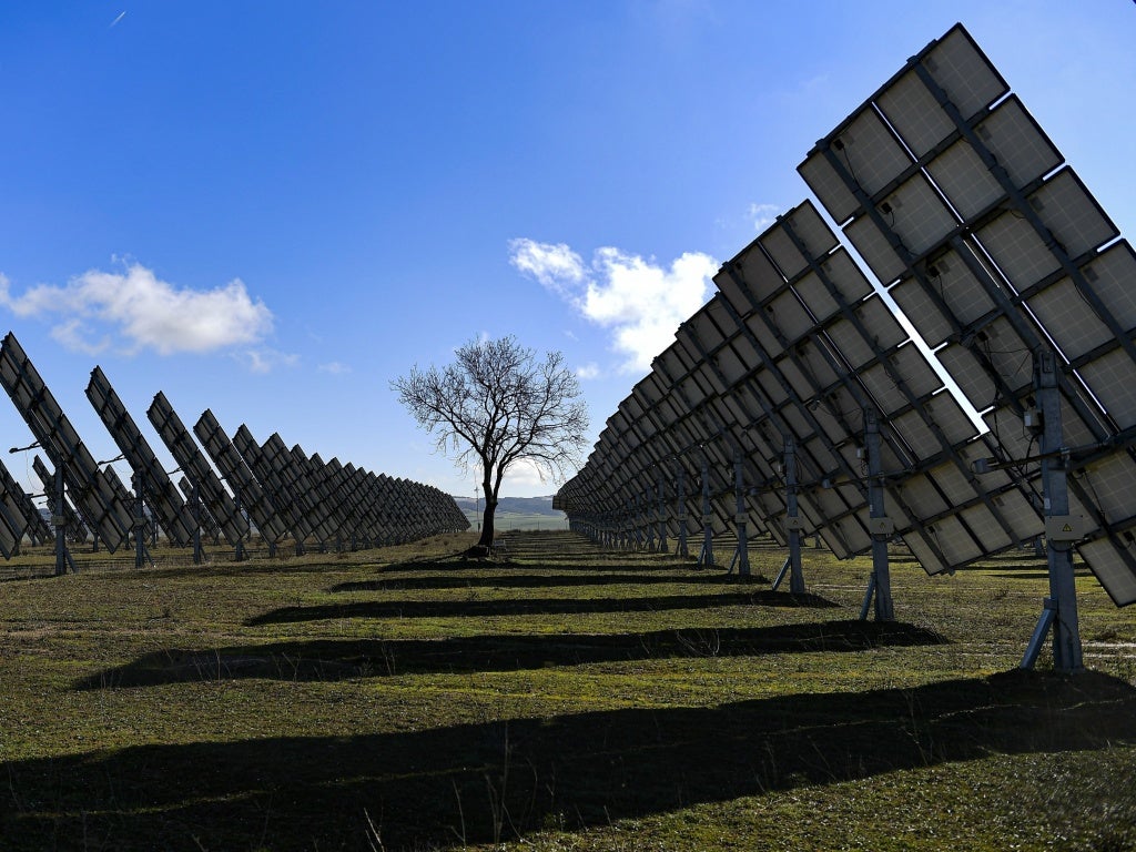 A tree is surrounded by solar panels in Los Arcos, Navarra Province, northern Spain, on Feb. 24, 2023.