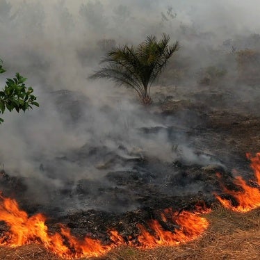 Government Fails to Protect Indonesia Peatlands