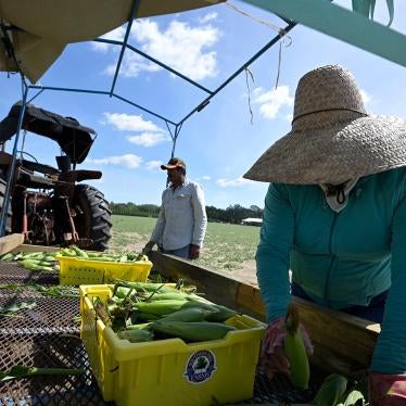 Migrant Farmworkers from Central and South America load fresh-picked corn into trays at Southern Hill Farms on April 21, 2020, in Clermont, Florida.