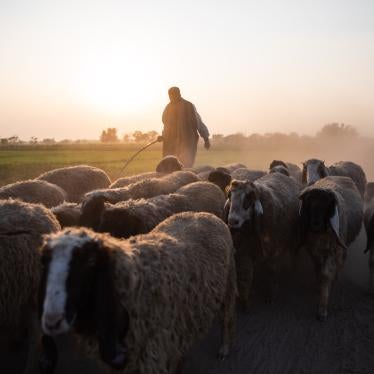 A farmer herds sheep through farmland in the vicinity of the Ravi River project, in Lahore, Pakistan.