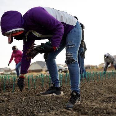 Farm workers plant grapevines at a farm in Woodland, California.