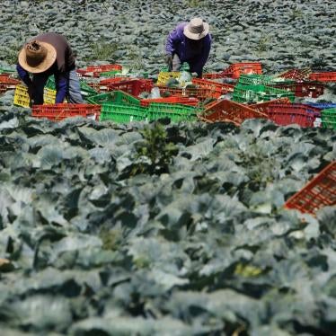 Thai agricultural workers working in a cabbage field on a farm in southern Israel, on July 16, 2014.