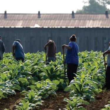 A group of farmworkers makes their way across a field, hoeing weeds out of the rows, in the early morning on July 11, 2011.