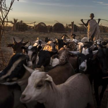 Internally displaced villagers herd livestock in Turkana county, Kenya. 