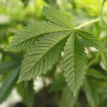 A marijuana plant is seen at a grow operation in Denver, Colorado December 31, 2013.