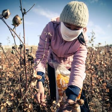 A woman picks cotton during the 2015 cotton harvest, which runs from early September to late October or early November annually.