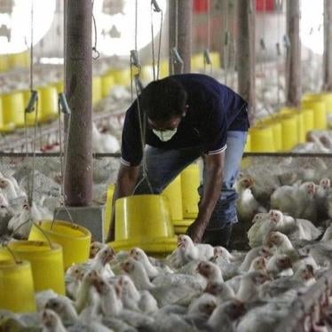 A worker tends to chickens at a farm in Thailand.